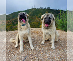 Small #6 Anatolian Shepherd