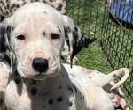 Small #5 Dalmatian