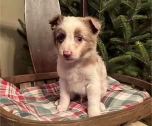 Australian Shepherd Puppy for sale in GENESEO, IL, USA