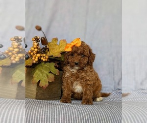 Goldendoodle (Miniature) Puppy for sale in COCHRANVILLE, PA, USA