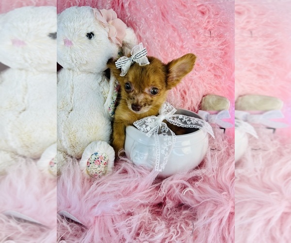 Medium Photo #16 Chihuahua Puppy For Sale in THONOTOSASSA, FL, USA