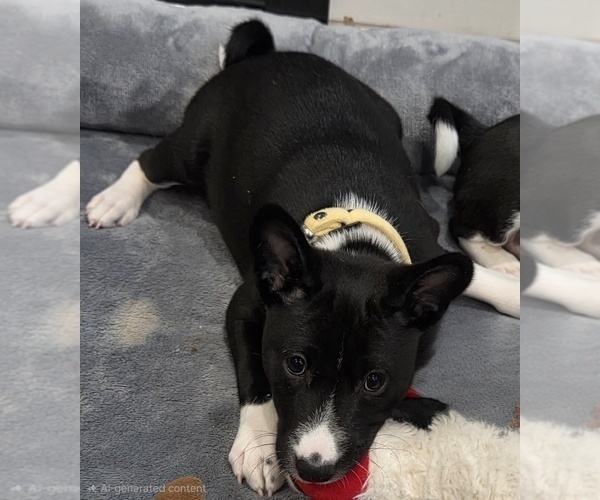 Medium Photo #1 Basenji Puppy For Sale in LEHI, UT, USA