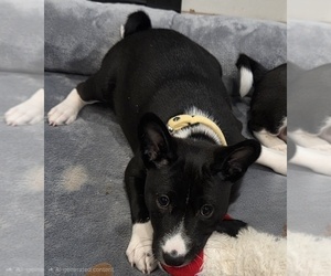 Basenji Puppy for sale in LEHI, UT, USA