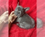Small #3 French Bulldog