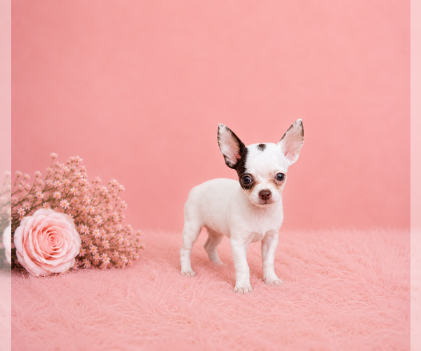 Medium Photo #9 Chihuahua Puppy For Sale in SHORT HILLS, NJ, USA