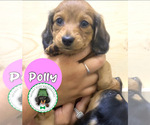 Puppy Polly Dachshund