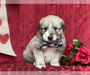 Border Collie-Maremma Sheepdog Mix Puppy for sale in LANCASTER, PA, USA