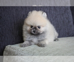 Small Photo #3 Pomeranian Puppy For Sale in HOUSTON, TX, USA