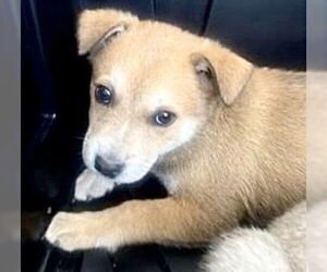 German Shepherd Dog Dogs for adoption in Houston, TX, USA