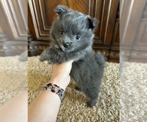 Pomeranian Puppy for sale in MOORE, OK, USA