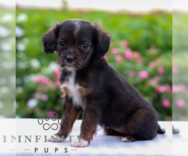 Medium Photo #3 Cavapoo Puppy For Sale in LEOLA, PA, USA