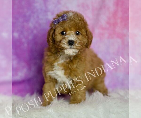 Medium Photo #2 Goldendoodle (Miniature) Puppy For Sale in WARSAW, IN, USA