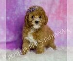 Small #1 Goldendoodle (Miniature)