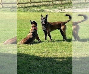Father of the Belgian Malinois puppies born on 01/22/2024