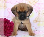 Small Photo #1 Puggle Puppy For Sale in CHARLOTT HALL, MD, USA