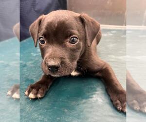 Labrador Retriever Dogs for adoption in Mobile, AL, USA