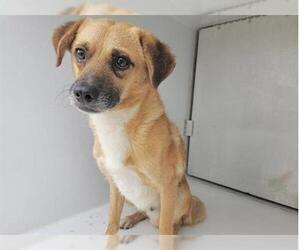 Chihuahua-Unknown Mix Dogs for adoption in Houston, TX, USA