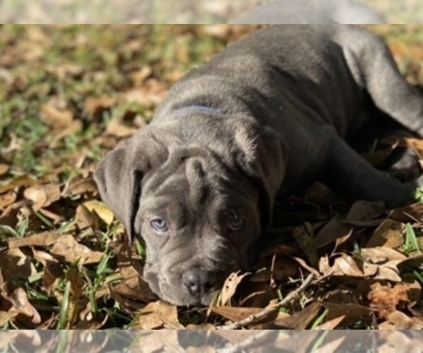 Medium Photo #4 Cane Corso Puppy For Sale in FLORENCE, MS, USA
