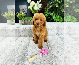 Medium Goldendoodle (Miniature)