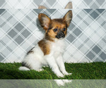 Small #1 Papillon