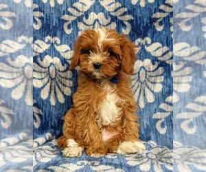 Cavapoo Puppy for sale in HONEY BROOK, PA, USA