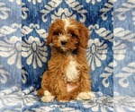 Small Cavapoo