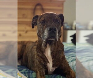 Mutt Dogs for adoption in Orlando, FL, USA