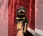 Small Photo #5 Rottweiler Puppy For Sale in COTTAGE GROVE, OR, USA