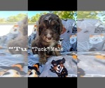 Small Photo #3 Aussiedoodle Puppy For Sale in LEBANON, MO, USA