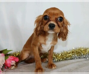 Cavalier King Charles Spaniel Puppy for sale in FREDERICKSBG, OH, USA