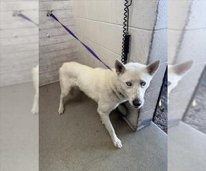 Siberian Husky Dogs for adoption in San Bernardino, CA, USA