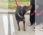 Small #1 Doberman Pinscher