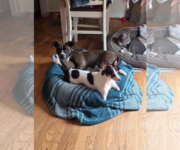 Medium Photo #4 Basset Hound-Unknown Mix Puppy For Sale in Thomasville, NC, USA