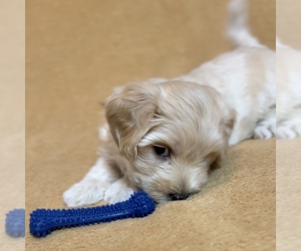 Medium Photo #8 Maltipoo Puppy For Sale in WEST PALM BEACH, FL, USA