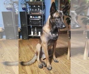 Father of the Belgian Malinois puppies born on 10/08/2023