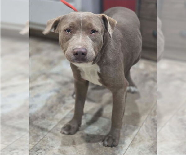 Medium Photo #8 Mutt Puppy For Sale in Lakewood, CO, USA