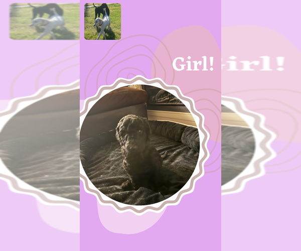 Medium Photo #6 Poodle (Standard) Puppy For Sale in SACRAMENTO, CA, USA