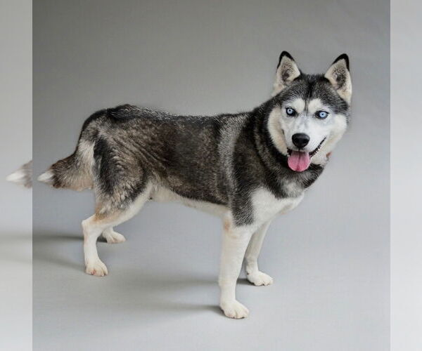 Medium Photo #3 Siberian Husky Puppy For Sale in Cumming, GA, USA