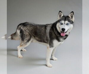 Neo - Male Siberian Husky Dog for Adoption - Photo #2