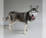 Small #2 Siberian Husky