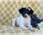 Small #5 Jack Russell Terrier Mix