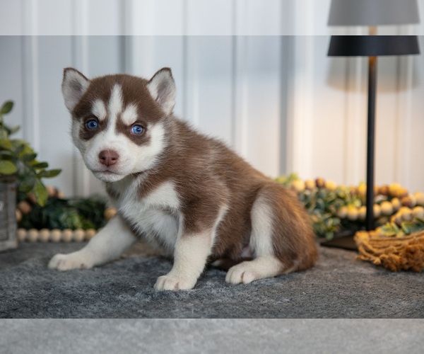 Medium Photo #21 Siberian Husky Puppy For Sale in SHREVE, OH, USA