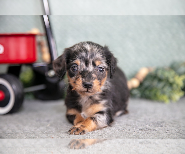 Medium Photo #3 Dachshund Puppy For Sale in ELIZABETHTOWN, PA, USA