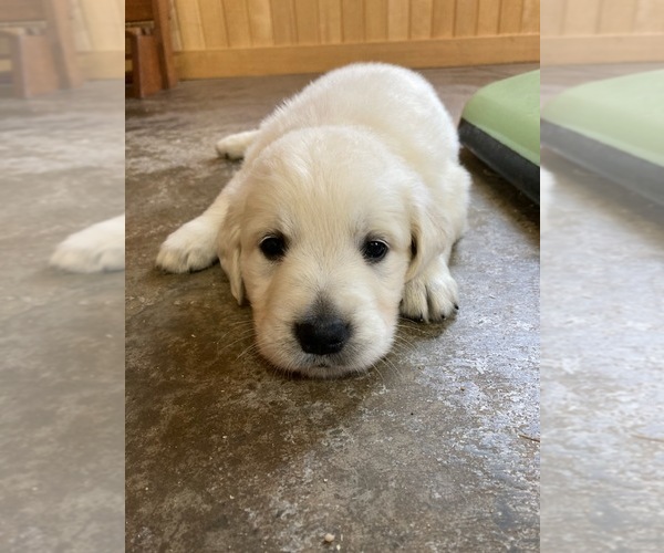 Medium Photo #10 English Cream Golden Retriever Puppy For Sale in DALLAS, WI, USA