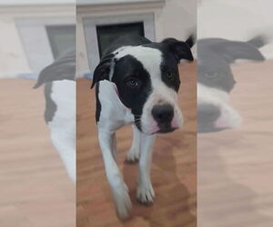 American Staffordshire Terrier-Unknown Mix Dogs for adoption in Dana Point, CA, USA