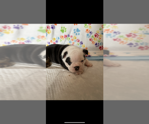 Medium Photo #2 English Bulldog Puppy For Sale in LOS GATOS, CA, USA