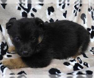 Mutt Dogs for adoption in Thief River Falls, MN, USA