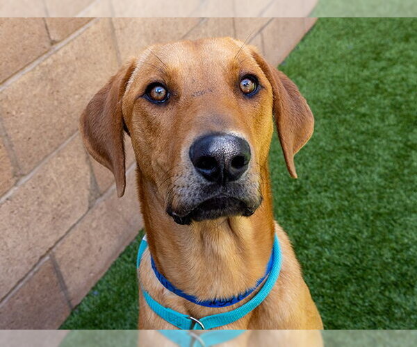 Medium Photo #3 Redbone Coonhound-Unknown Mix Puppy For Sale in Moreno Valley, CA, USA