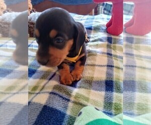 Dachshund Puppy for sale in COFFEYVILLE, KS, USA