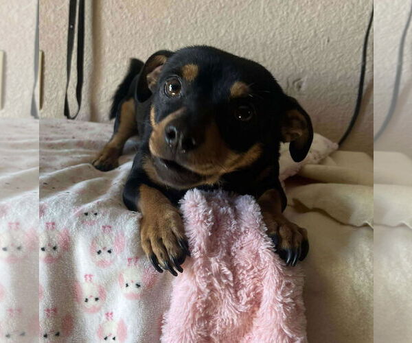 Medium Photo #2 Chiweenie Puppy For Sale in Escondido, CA, USA